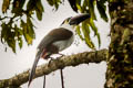 Black-billed Mountain Toucan Andigena nigrirostris occidentalis