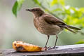 Black-billed Thrush Turdus ignobilis goodfellowi