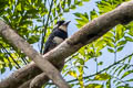 Black-breasted Puffbird Notharchus pectoralis