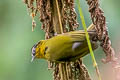 Black-capped Hemispingus Kleinothraupis atropileus