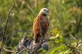 Black-collared Hawk Busarellus nigricollis nigricollis