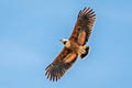 Black-collared Hawk Busarellus nigricollis nigricollis