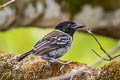 Black-crested Antshrike Sakesphorus canadensis intermedius