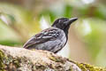 Black-crested Antshrike Sakesphorus canadensis intermedius