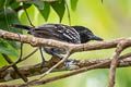 Black-crested Antshrike Sakesphorus canadensis intermedius