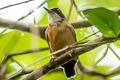 Black-faced Antbird Myrmoborus myotherinus elegans