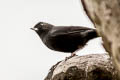 Black Flowerpiercer Diglossa humeralis nocticolor