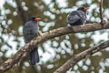 Black-fronted Nunbird Monasa nigrifrons nigrifrons