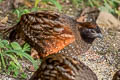 Black-fronted Wood Quail Odontophorus atrifrons atrifrons