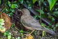 Black-hooded Thrush Turdus olivater olivater