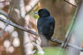 Black Manakin Xenopipo atronitens