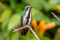 Black-throated Mango Anthracothorax nigricollis