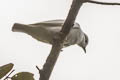 Black-tipped Cotinga Carpodectes hopkei (White Cotinga)