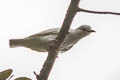 Black-tipped Cotinga Carpodectes hopkei (White Cotinga)