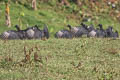 Black Vulture Coragyps atratus