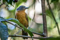 Blackish-grey Antshrike Thamnophilus nigrocinereus cinereoniger