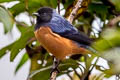 Blue-backed Conebill Conirostrum sitticolor sitticolor