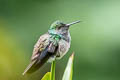 Blue-chested Hummingbird Polyerata amabilis