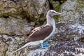 Blue-footed Booby Sula nebouxii nebouxii