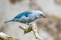 Blue-grey Tanager Thraupis episcopus quaesita 