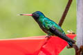 Blue-headed Sapphire Chrysuronia grayi