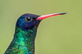 Blue-headed Sapphire Chrysuronia grayi