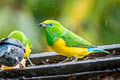 Blue-naped Chlorophonia Chlorophonia cyanea psittacina