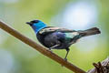 Blue-necked Tanager Stilpnia cyanicollis caeruleocephala