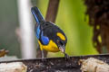 Blue-winged Mountain Tanager Anisognathus somptuosus cyanopterus