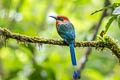 Broad-billed Motmot Electron platyrhynchum platyrhynchum