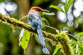 Broad-billed Motmot Electron platyrhynchum platyrhynchum