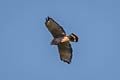 Broad-winged Hawk Buteo platypterus