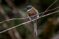 Bronzy Jacamar Galbula leucogastra