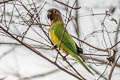 Brown-throated Parakeet Eupsittula pertinax aeruginosa