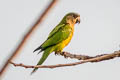 Brown-throated Parakeet Eupsittula pertinax aeruginosa