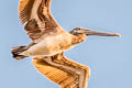 Brown Pelican Pelecanus occidentalis carolinensis