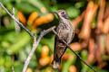 Brown Violetear Colibri delphinae