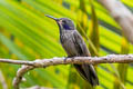 Brown Violetear Colibri delphinae