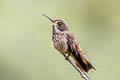 Brown Violetear Colibri delphinae