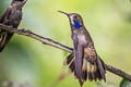 Brown Violetear Colibri delphinae