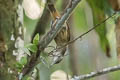 Buff-breasted Wren Cantorchilus leucotis bogotensis