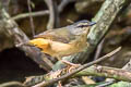 Buff-rumped Warbler Myiothlypis fulvicauda motacilla