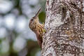 Buff-throated Woodcreeper Xiphorhynchus guttatus polystictus