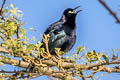 Carib Grackle Quiscalus lugubris lugubris