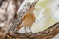 Caribbean Hornero Furnarius longirostris longirostris