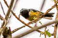 Carriker's Mountain Tanager Dubusia carrikeri 