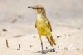 Cattle Tyrant Machetornis rixosa flavigularis