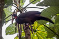 Cauca Guan Penelope perspicax