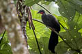 Cauca Guan Penelope perspicax