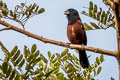 Chestnut-bellied Seed Finch Sporophila angolensis torridus